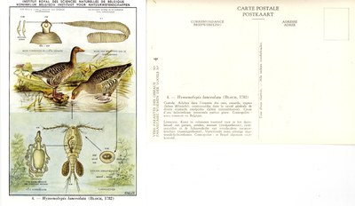 04 Hymenolepis lanceolata (Bloch 1782).jpg