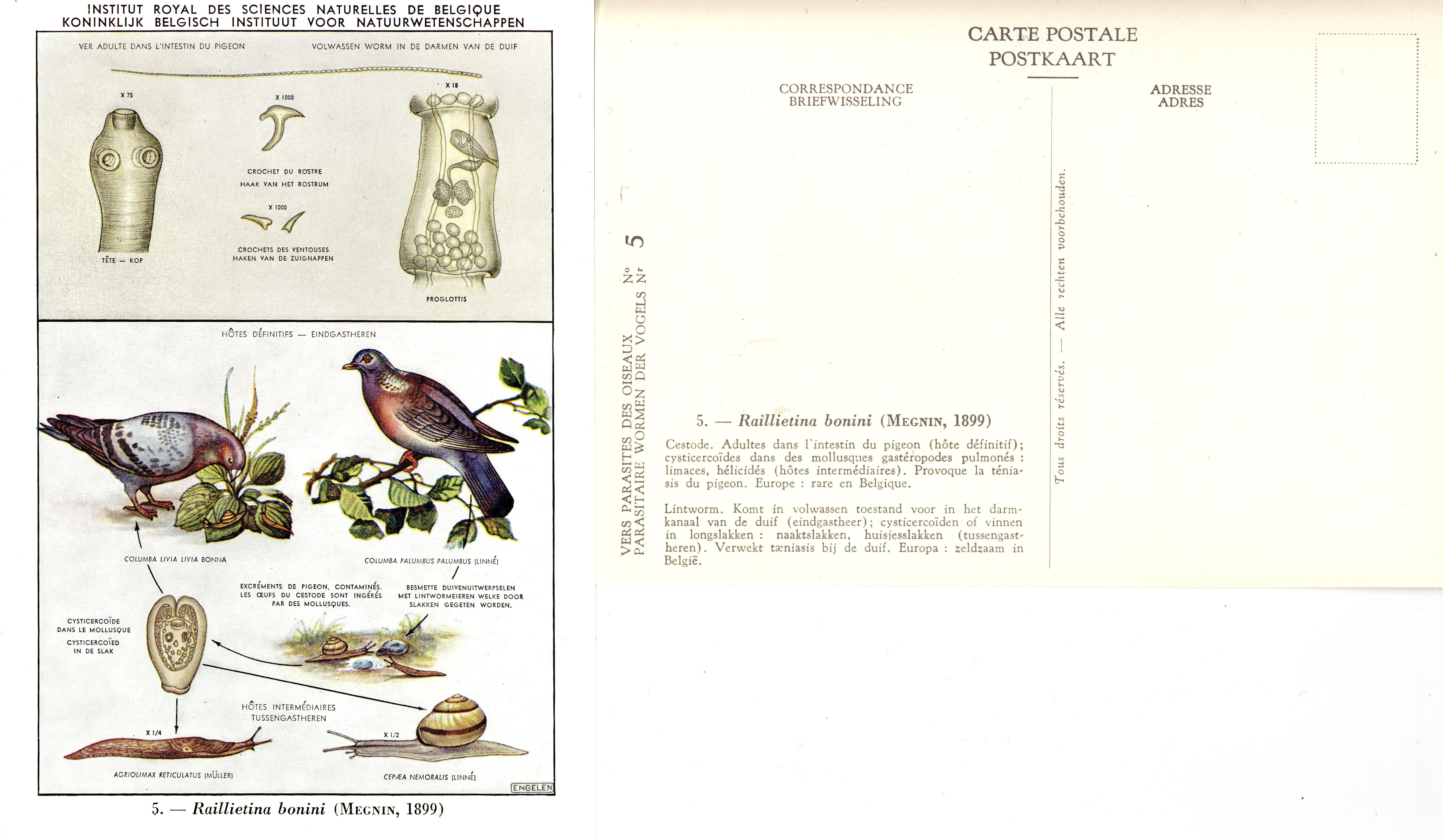 05 Raillietina bonini (Megnin 1899).jpg