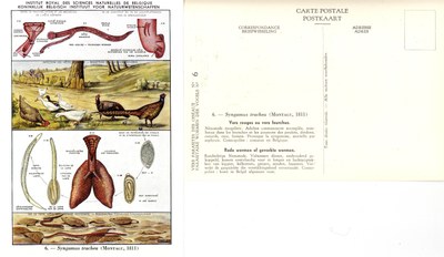 06 Syngamus trachea (Montagu 1811).jpg