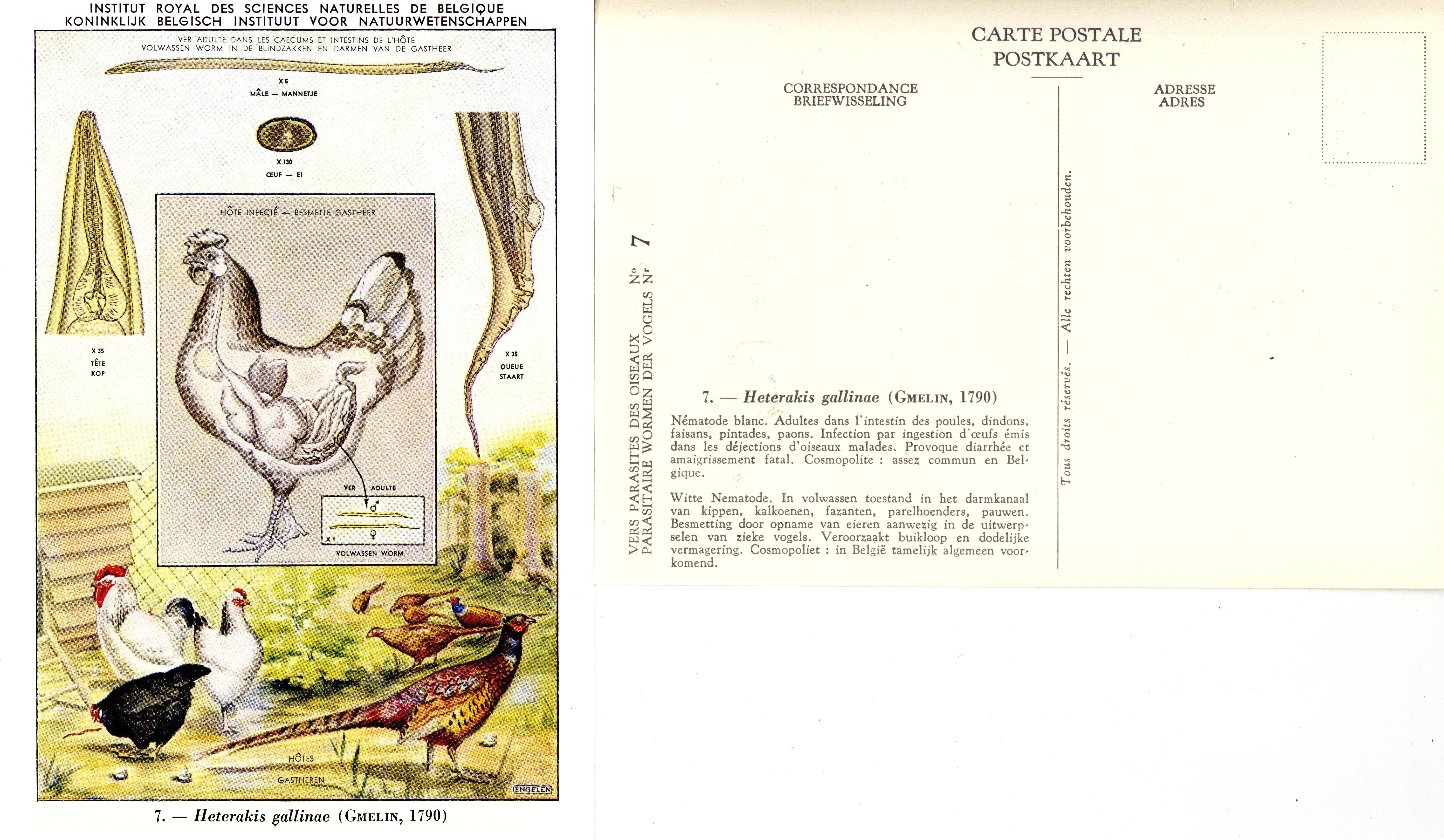 07 Heterakis gallinae (Gmelin 1790).jpg