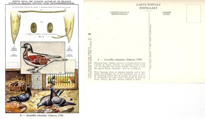 08 Ascaridia columbae (Gmelin 1790).jpg