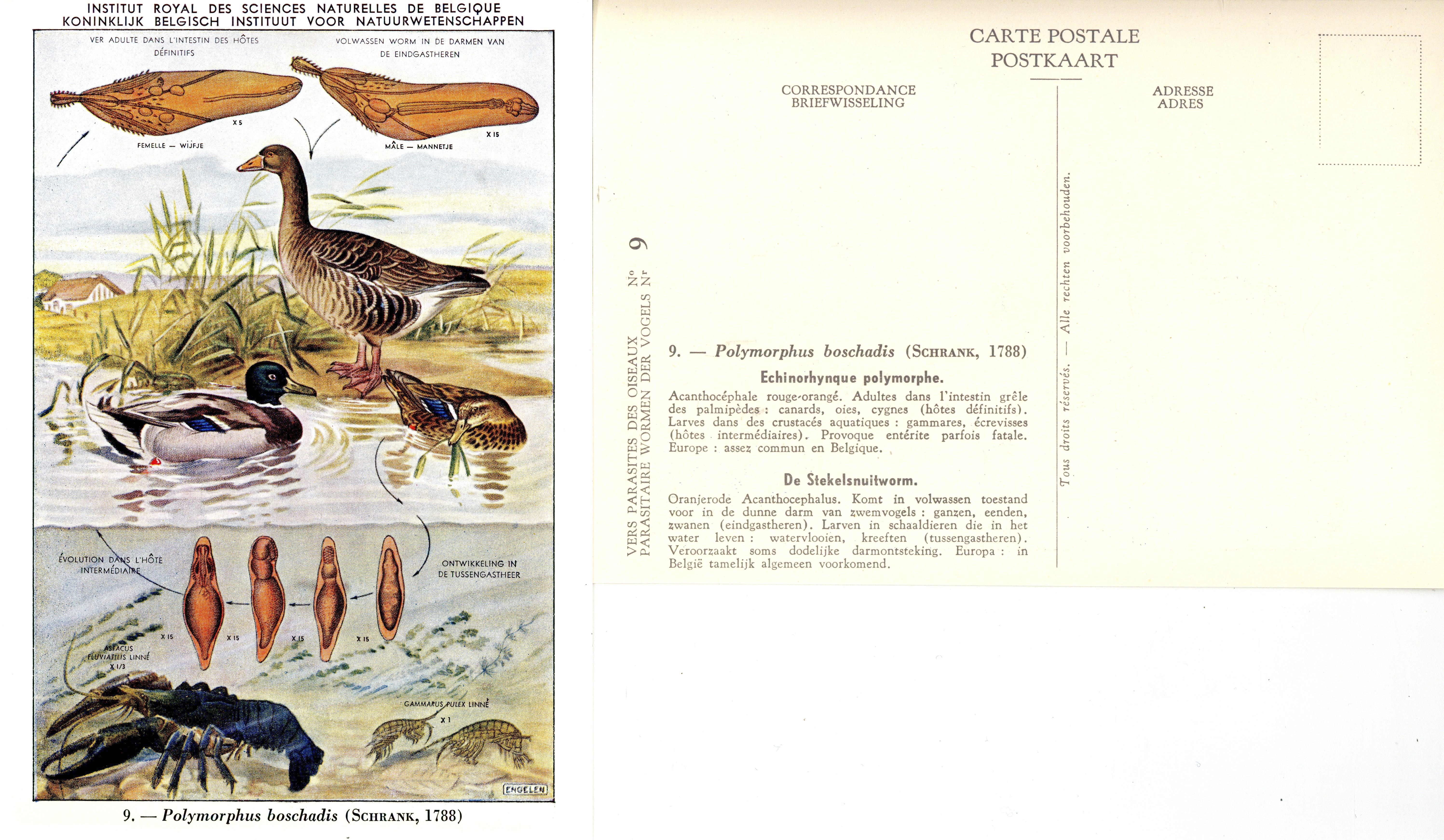 09 Polymorphus boschadis (Schrank 1788).jpg