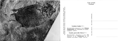 001 Possion Chondrostéen - Vis behorende tot de Chondrostei.jpg