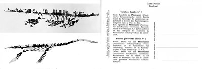 002 Plesiosaurus.jpg