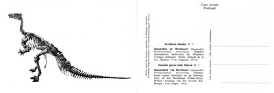 003 Iguandon de Bernissart.jpg