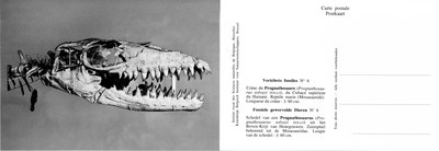 006 Crâne du Prognathosaure - Schedel van een Prognathosaurus.jpg