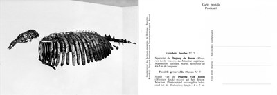 007 Dugong de Boom.jpg