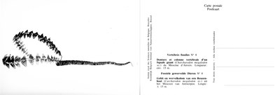 008 Denture et collone vertébrale d'un Squale géant - Gebit en wervelkolom van een Reuzenhaai.jpg