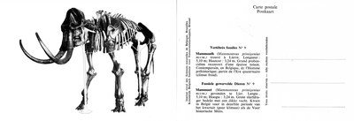 009 Mammouth - Mammoet.jpg