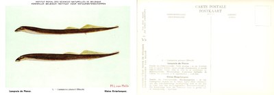 001 Lamproie de Planer - Kleine Rivierlamprei.jpg