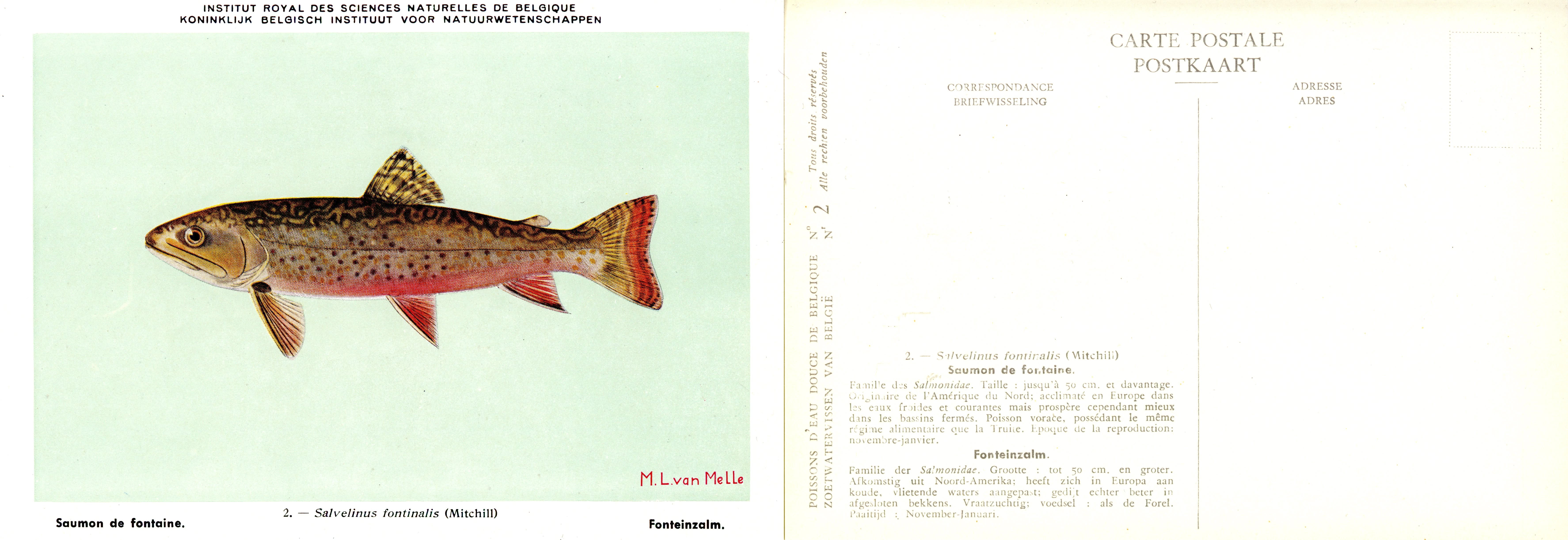 002 Saumon de fontaine - Fonteinzalm.jpg