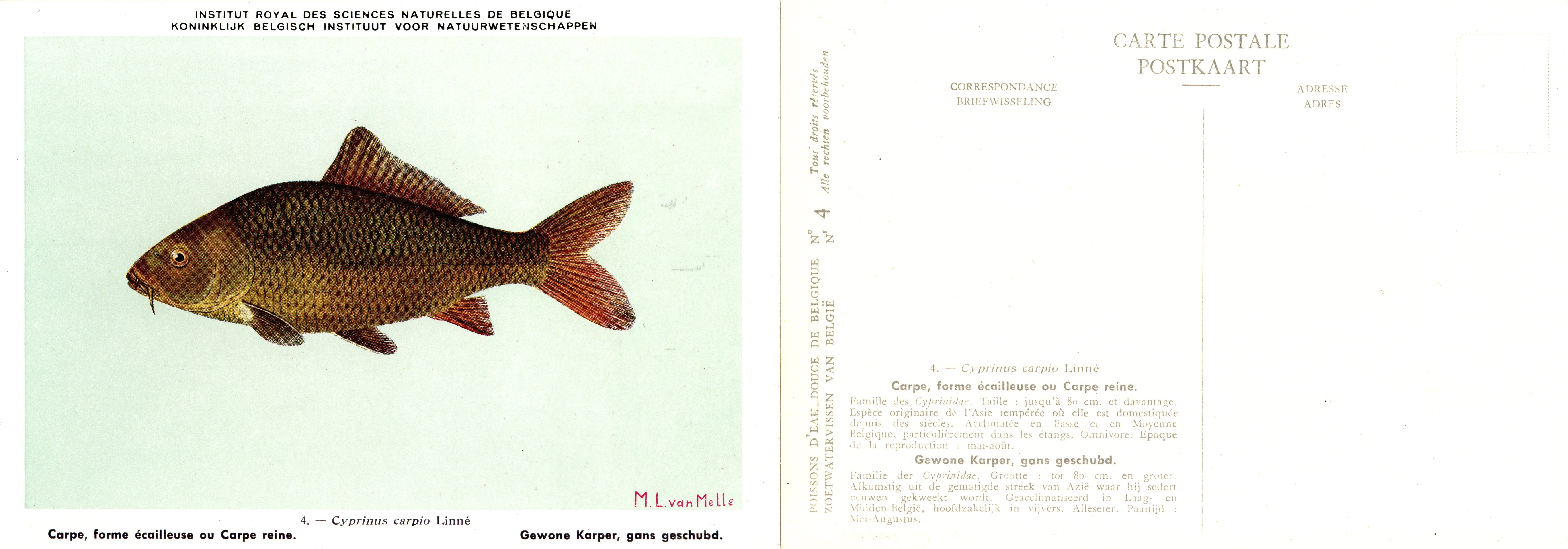 004 Carpe forme écailleuse ou Carpe reine - Gewone Karper gans geschubd.jpg