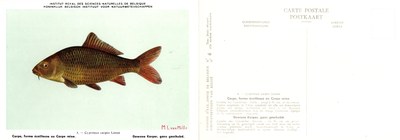 004 Carpe forme écailleuse ou Carpe reine - Gewone Karper gans geschubd.jpg
