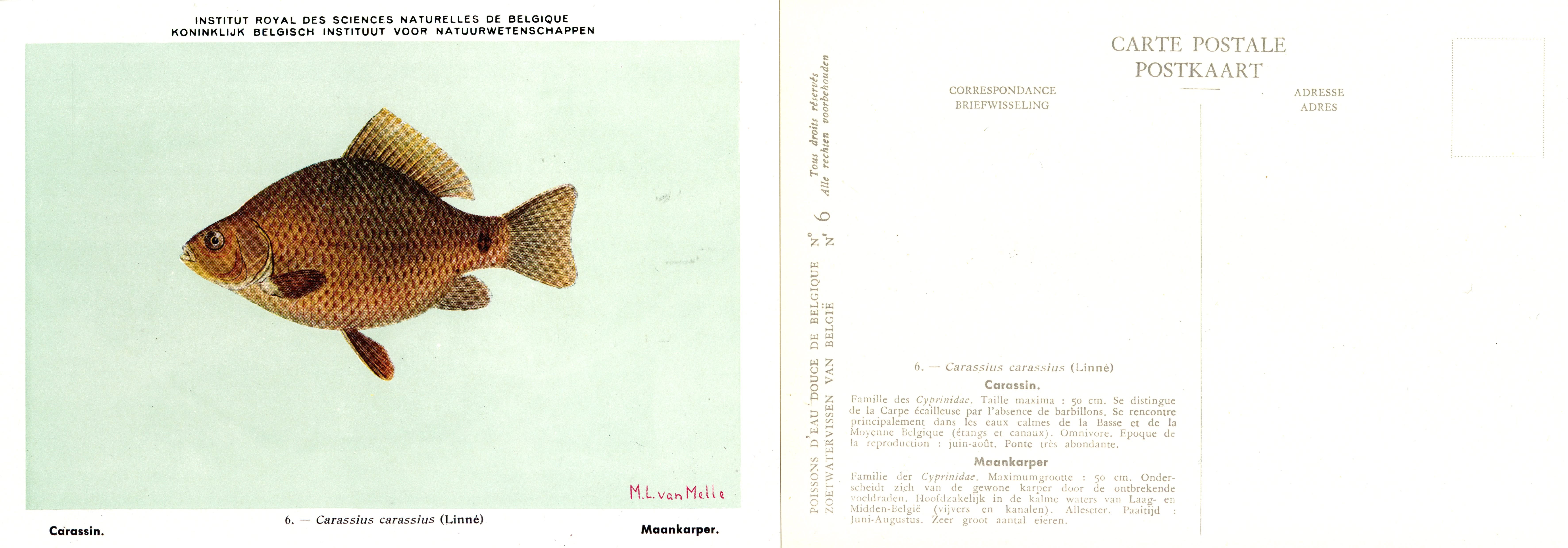 006 Carassin - Maankarper.jpg