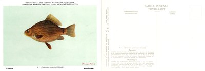 006 Carassin - Maankarper.jpg