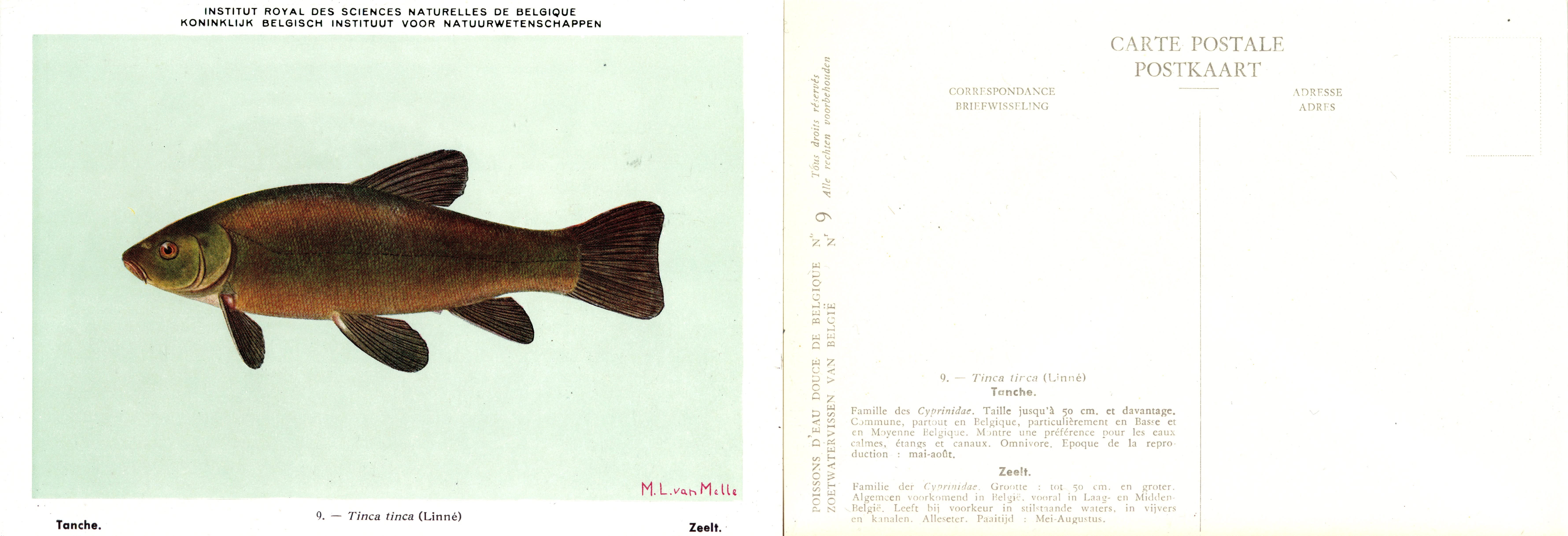 009 Tanche - Zeelt.jpg