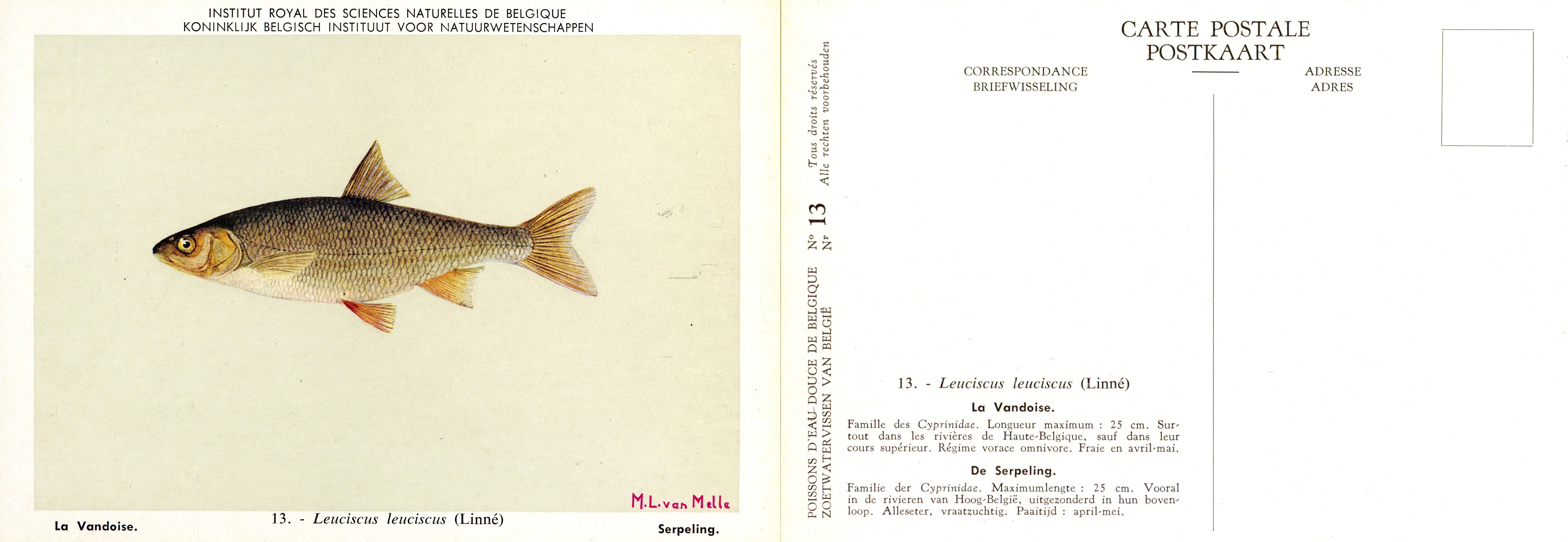 013 La Vandoise - De Serpeling.jpg