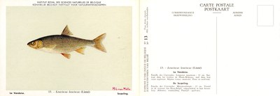 013 La Vandoise - De Serpeling.jpg