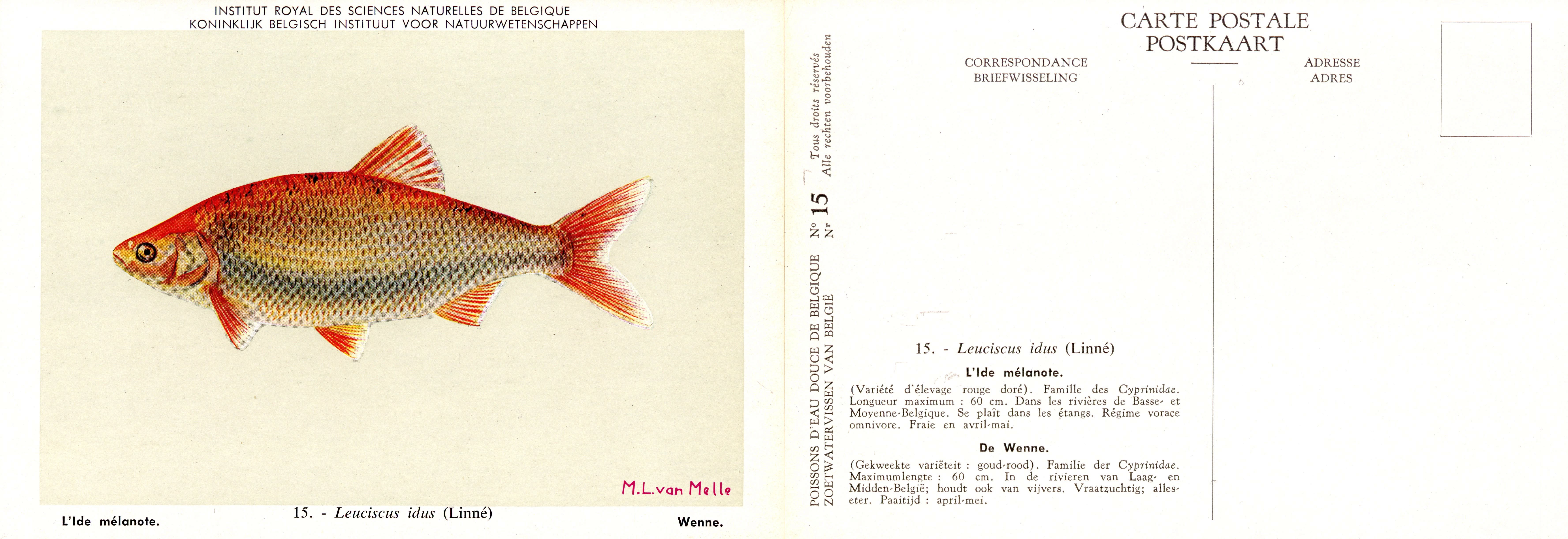 015 L'Ide mélanote - De Wenne.jpg