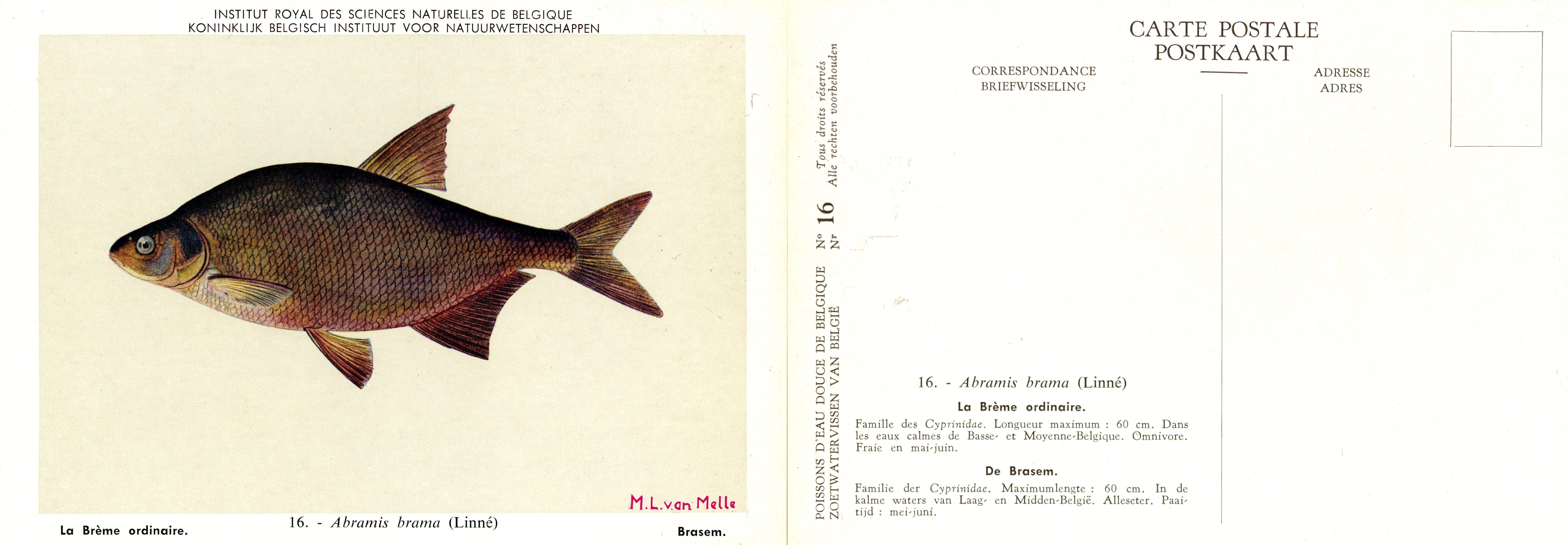 016 La Brème ordinaire - De Brasem.jpg