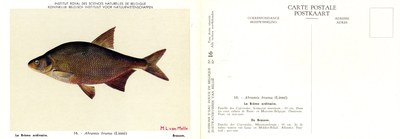 016 La Brème ordinaire - De Brasem.jpg