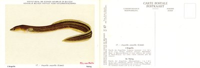 017 L'Anguille - De Paling.jpg