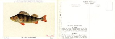 018 La Perche - De Baars.jpg