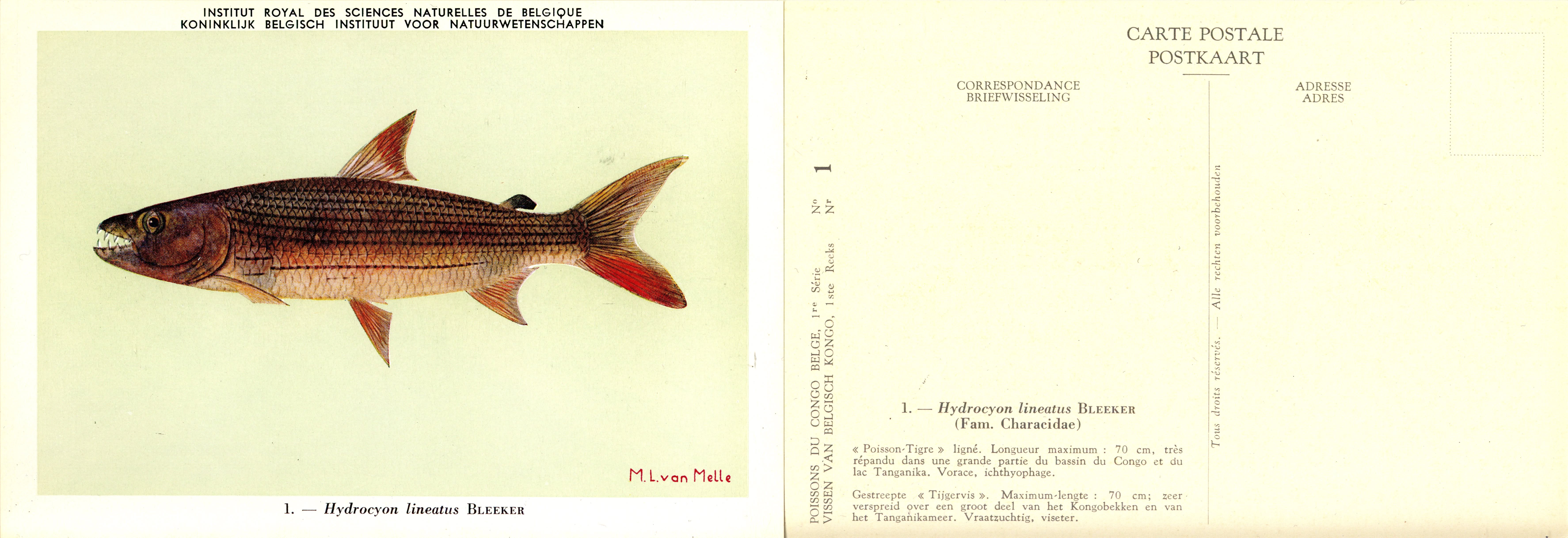 001 Hydrocyon lineatus Bleeker.jpg
