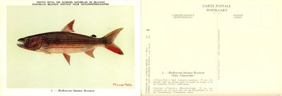 001 Hydrocyon lineatus Bleeker.jpg