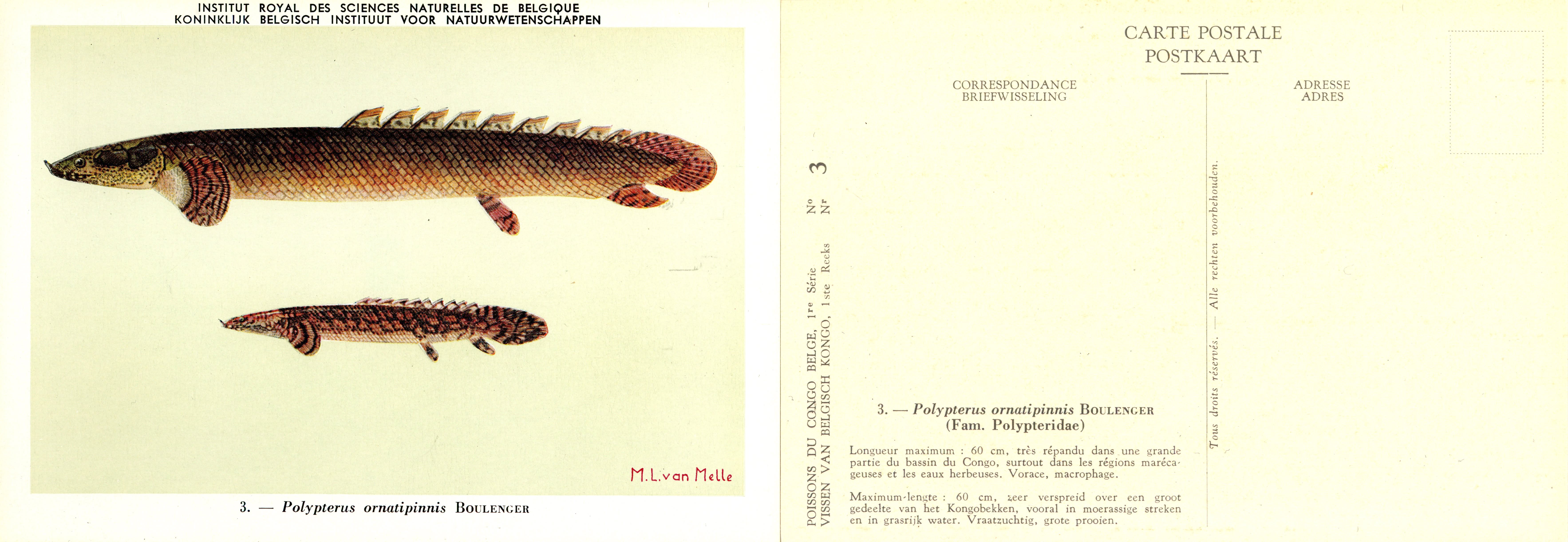 003 Polypterus ornatipinnis Boulenger.jpg