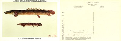 003 Polypterus ornatipinnis Boulenger.jpg