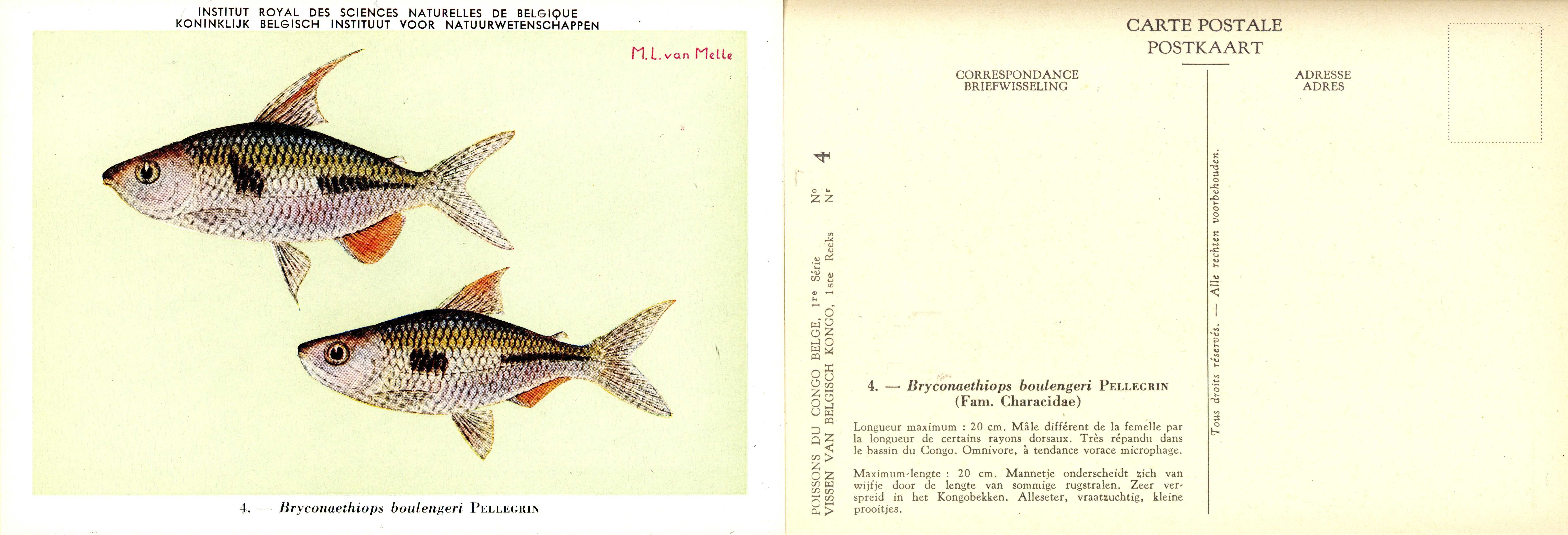 004 Bryconaethios boulengeri Pellegrin.jpg