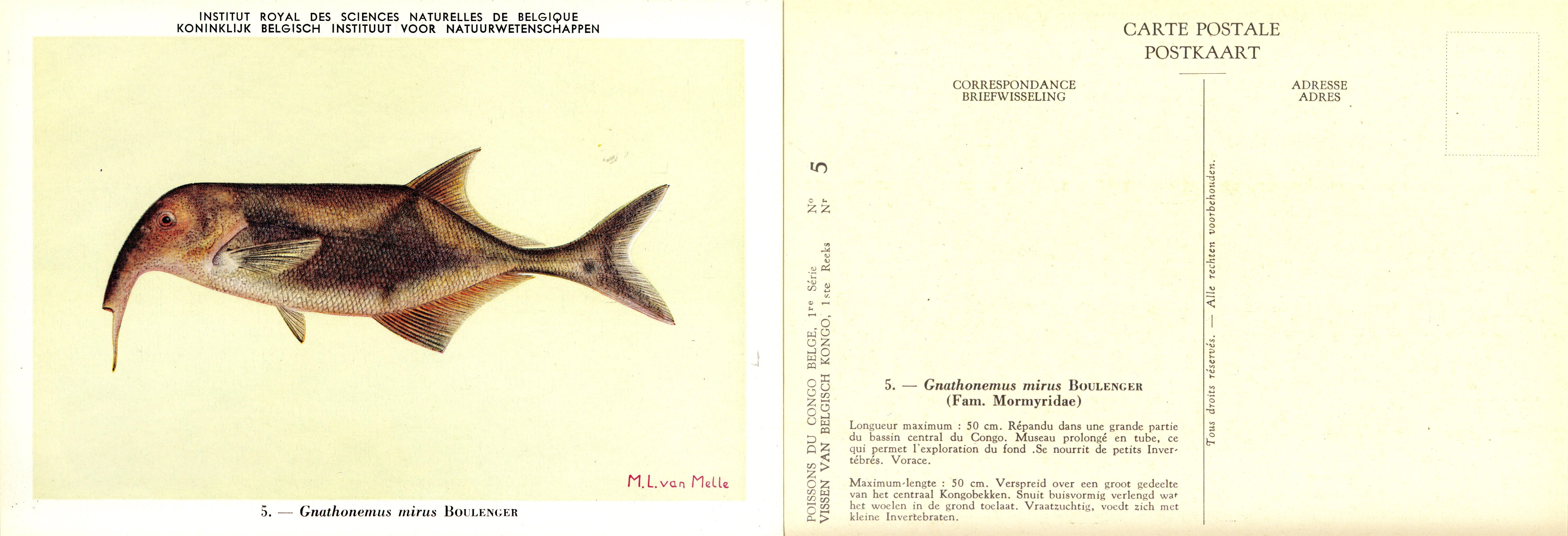 005 Gnathonemus mirus Boulenger.jpg