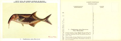 005 Gnathonemus mirus Boulenger.jpg