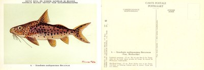 006 Synodontis multipunctatus Boulenger.jpg