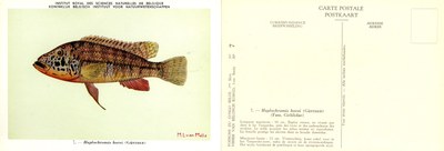 007 Haplochromis horei (Günther).jpg