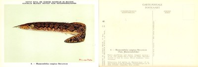 008 Mastacembelus congicus Boulenger.jpg
