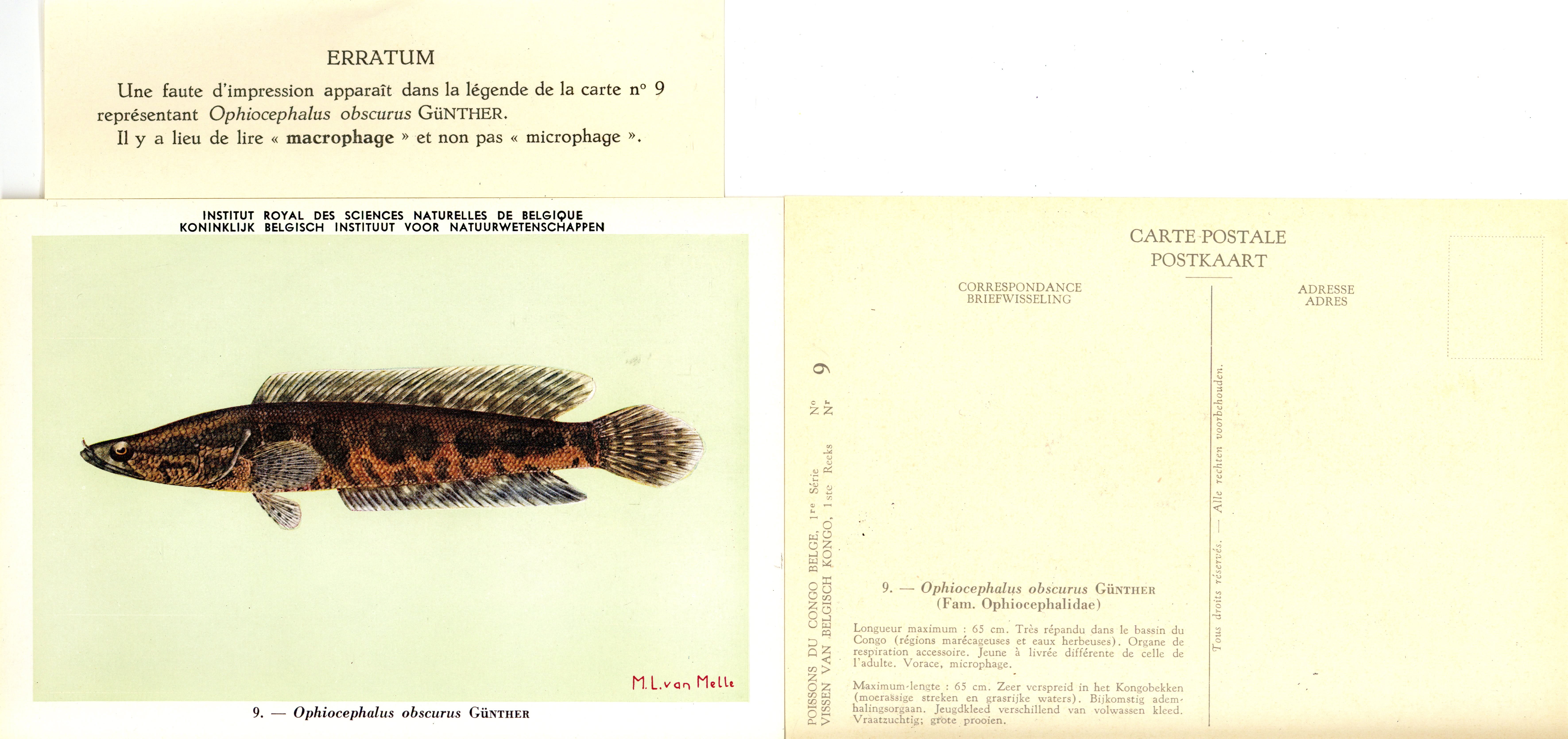 009 Ophiocephalus obscurus Günther Erratum.jpg