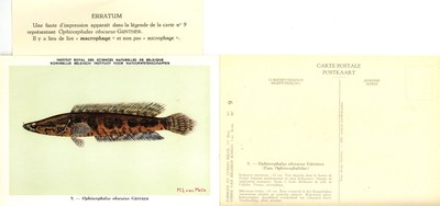 009 Ophiocephalus obscurus Günther Erratum.jpg