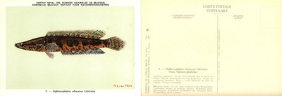 009 Ophiocephalus obscurus Günther.jpg