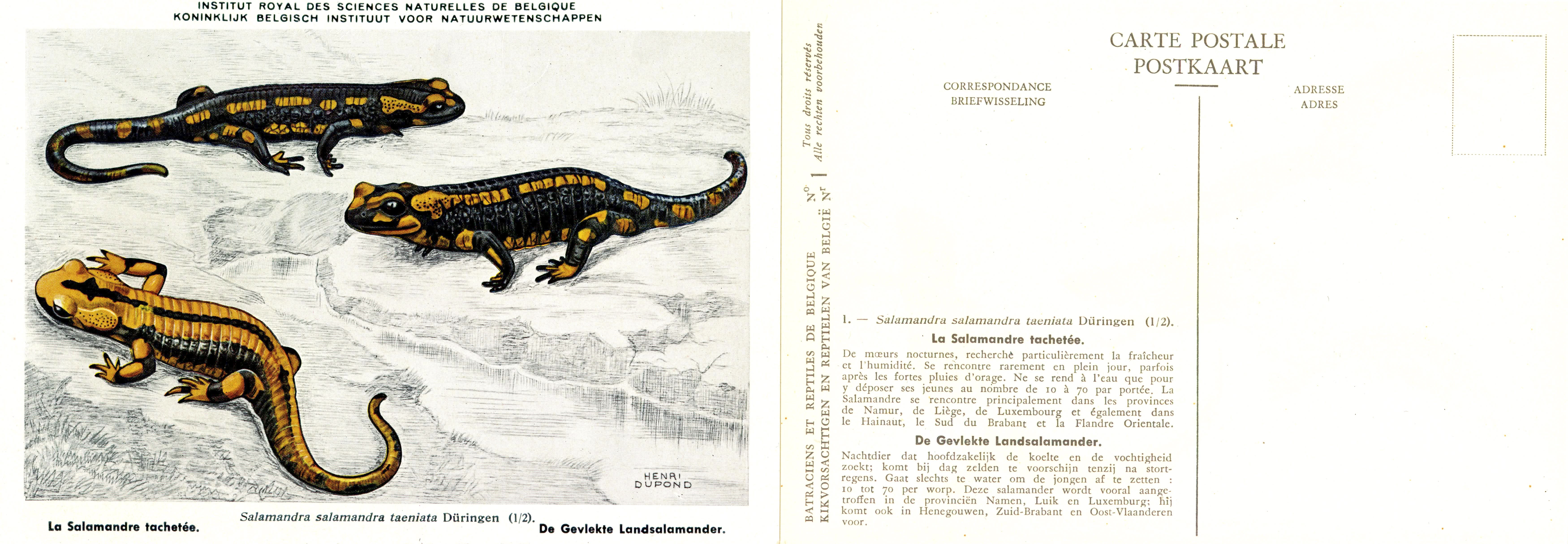 001 La Salamandre tachetée - De Gevlekte Landsalamander.jpg