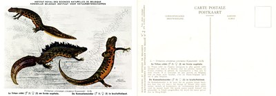 002 Le Triton crêté en livrée nuptiale - De Kamsalamander in bruiloftskleed.jpg