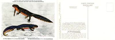 003 Le Triton alpestre en livrée nuptiale - De Alpenwatersalamander in bruiloftskleed.jpg