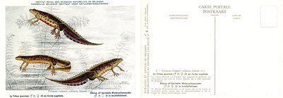 004 Le Triton ponctué en livrée nuptiale - Kleine of Gevlekte Watersalamander in bruiloftskleed.jpg