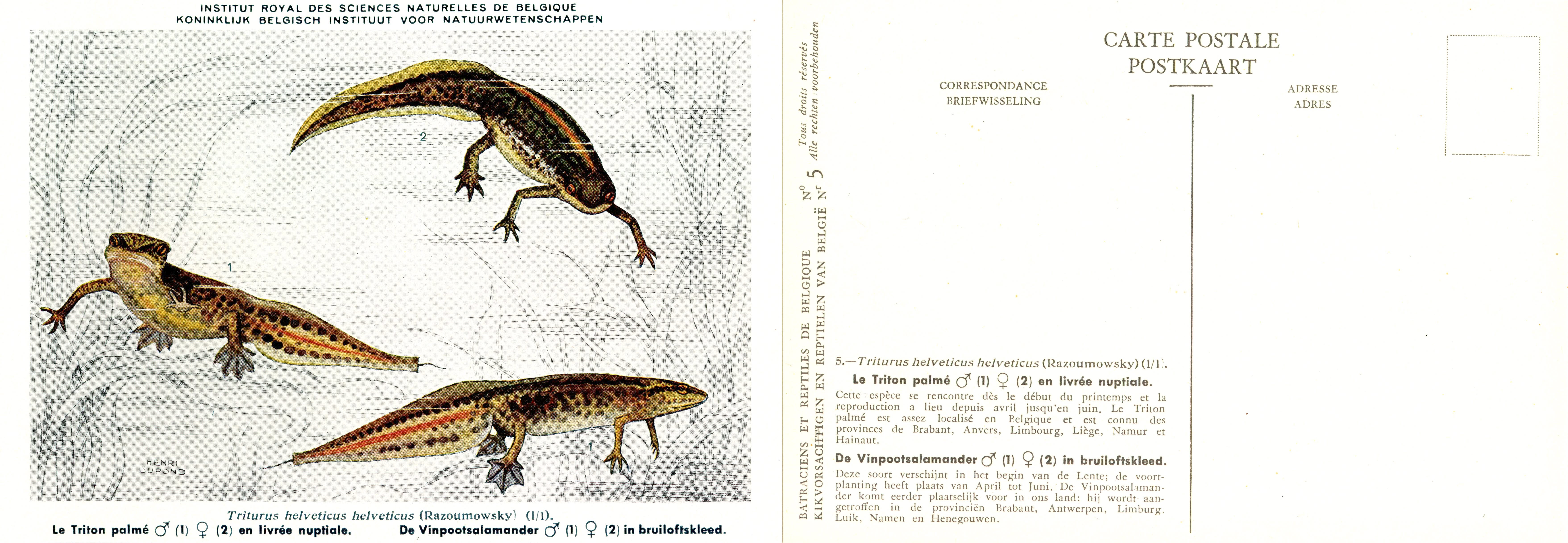 005 Le Triton palmé en livrée nuptiale - De Vinpootsalamander in bruiloftskleed.jpg