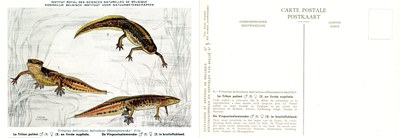 005 Le Triton palmé en livrée nuptiale - De Vinpootsalamander in bruiloftskleed.jpg