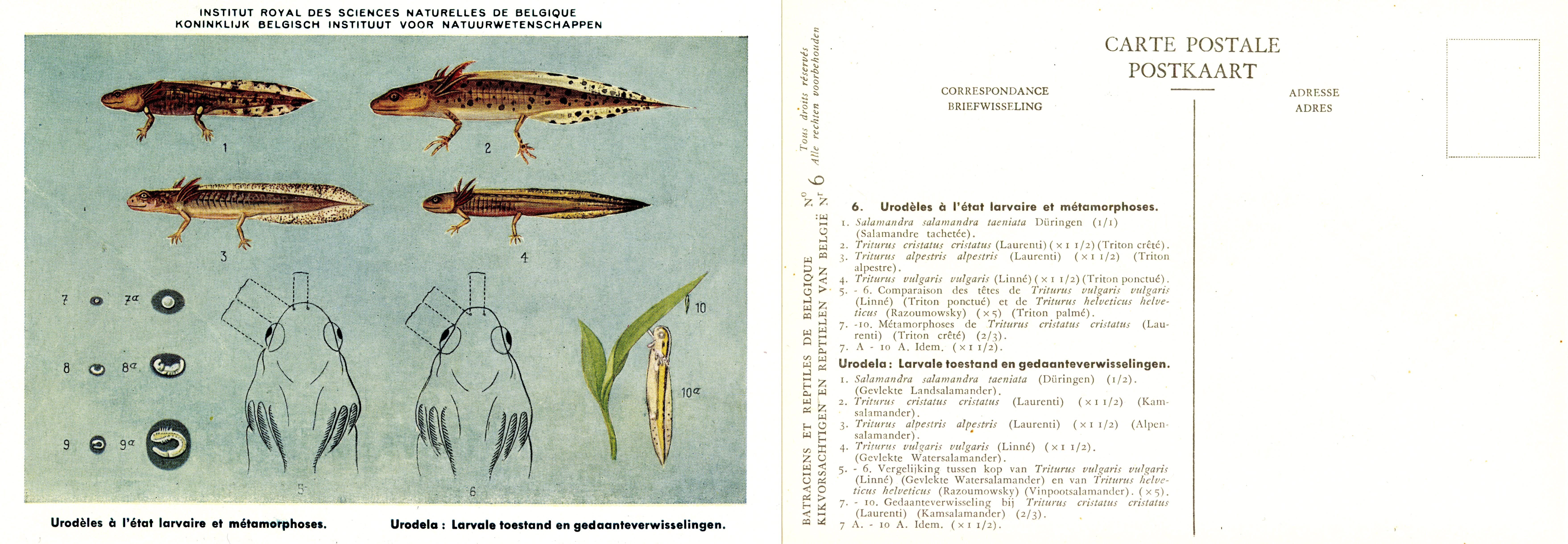 006 Urodèles à l'état larvaire et métamorphoses - Urodela Larvale toestand en gedaanteverwisselingen.jpg