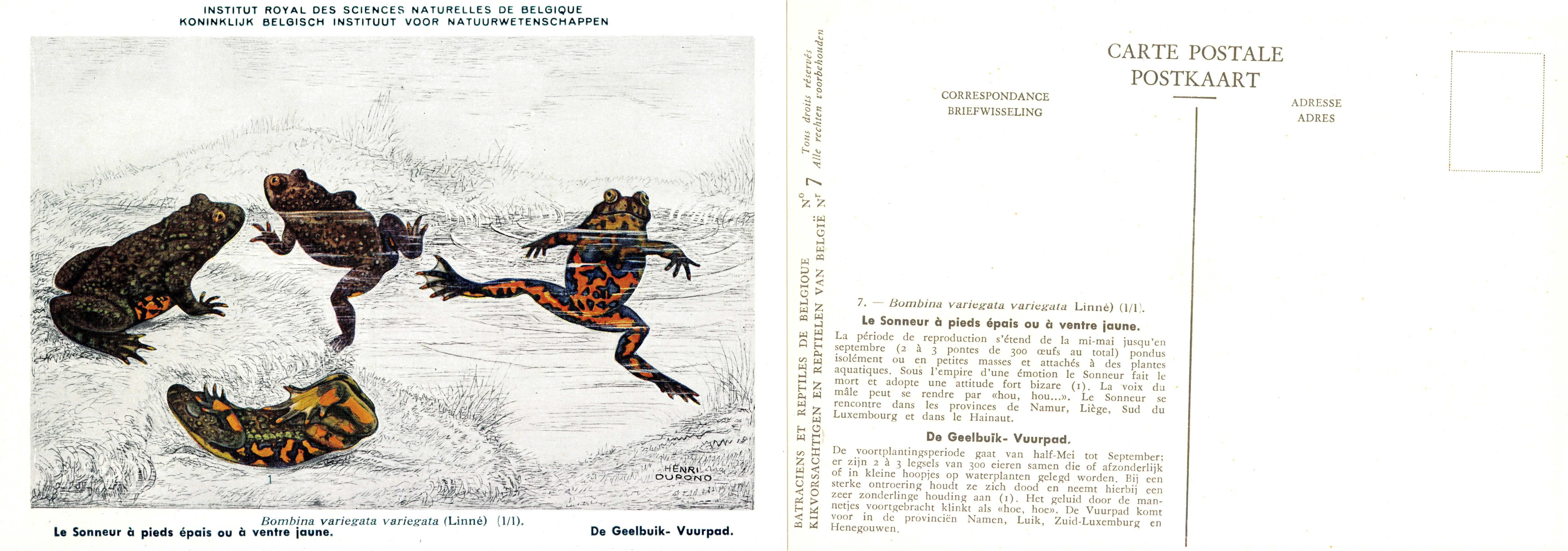 007 Le Sonneur à pieds ou à ventre jaune - De Geelbuik-Vuurpad.jpg