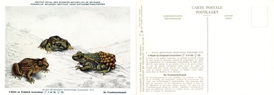 008 L'Alyte ou crapaud accoucheur - De Vroedmeesterpad.jpg