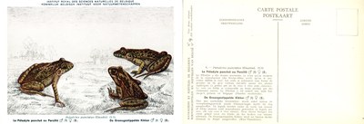 009 Pélodyte ponctué ou Persillé - De Groengestippelde Kikker.jpg